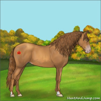 Horse Color:Gray Gold Champagne 