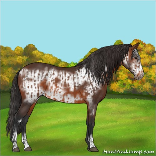 Horse Color:Brown and Brown Frame