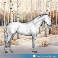 Horse Color:Gray Liver Chestnut Tobiano Appaloosa 