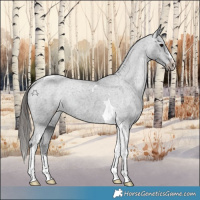 Horse Color:Black Tobiano Appaloosa 