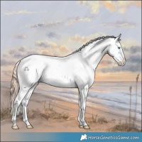 Horse Color:White Spotted Red Dun Splash Snowcap Rabicano 