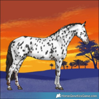Horse Color:Gray White Spotted Liver Chestnut Tobiano Near Leopard 