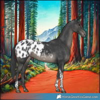 Horse Color:White Spotted Black Tobiano Blanket Rabicano 