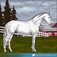 Horse Color:Gray Grullo Tobiano Appaloosa Rabicano 