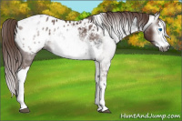 Horse Color:Gray Liver Chestnut Sabino Splash Appaloosa  and Gray Chestnut Sabino Splash Appaloosa 
