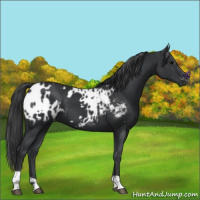 Horse Color:Black  and Black Appaloosa 