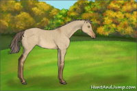 Horse Color:Chocolate Palomino Roan Dun 