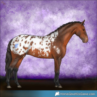 Horse Color:Bay Appaloosa 