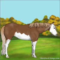 Horse Color:Gray Chestnut Splash 