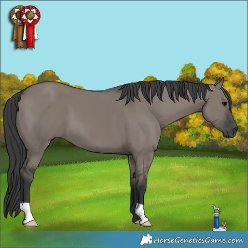 Horse Color:Grullo 