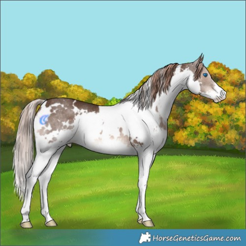 Horse Color:White Spotted Liver Chestnut Splash Rabicano 