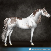 Horse Color:White Spotted Liver Chestnut Splash Rabicano 