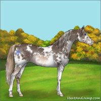 Horse Color:White Spotted Liver Chestnut Splash Rabicano 