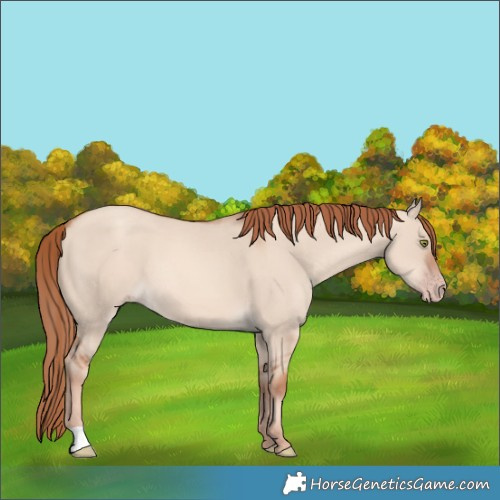 Horse Color:Gold Champagne Dun 