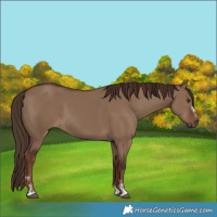 Horse Color:Liver Red Dun