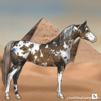 Horse Color:White Spotted Chocolate Palomino Sabino