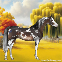 Horse Color:White Spotted Brown Splash 