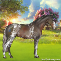 Horse Color:White Spotted Silver Black 