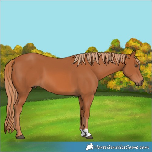 Horse Color:Chestnut 