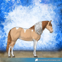 Horse Color:Red Dun Tobiano 