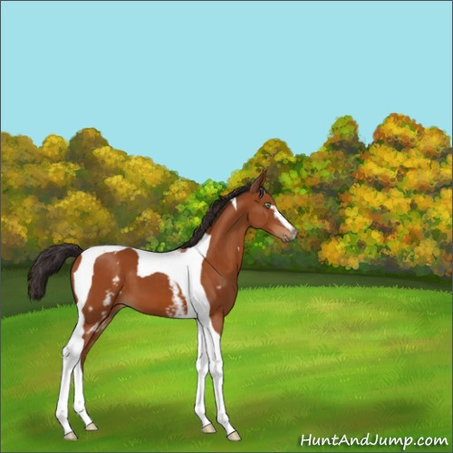 Horse Color:White Spotted Buckskin Tobiano 