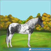 Horse Color:Black Tobiano 
