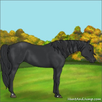 Horse Color:Black  and Black 