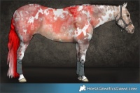 Horse Color:White Spotted Bay Ice Dun Rabicano
