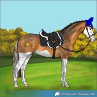 Horse Color:Buckskin Splash 