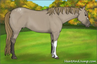 Horse Color:Smoky Grullo Appaloosa