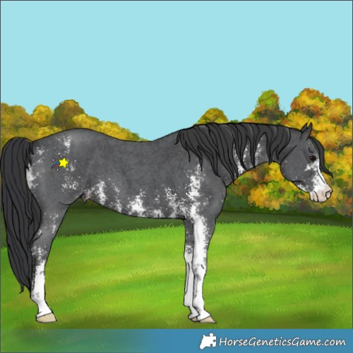 Horse Color:Black Sabino 