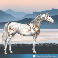 Horse Color:White Spotted Chocolate Palomino Near Leopard 