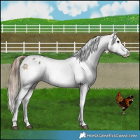 Horse Color:Grullo Varnish 