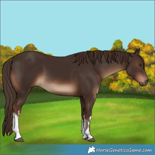 Horse Color:White Spotted Liver Chestnut 