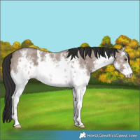 Horse Color:White Spotted Liver Red Dun Sabino 