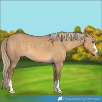 Horse Color:Chocolate Palomino Dun