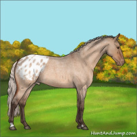 Horse Color:Silver Brown Roan Dun Appaloosa 