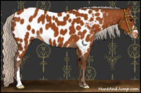 Horse Color:Silver Buckskin Near Leopard 