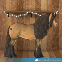 Horse Color:Buckskin 