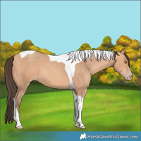 Horse Color:Amber Champagne Tobiano 