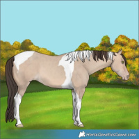 Horse Color:Amber Champagne Dun Tobiano 
