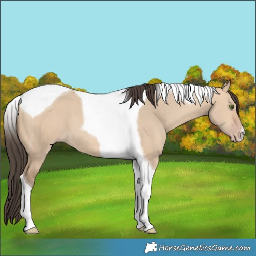 Horse Color:Amber Champagne Dun Tobiano 