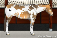 Horse Color:White Spotted Buckskin 