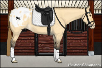 Horse Color:Buckskin Dun Appaloosa