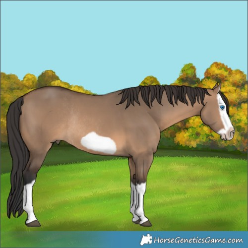 Horse Color:Brown Dun Splash Frame Rabicano 