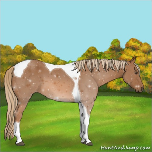 Horse Color:Chestnut Tobiano 