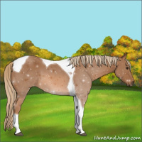 Horse Color:Chestnut Tobiano 