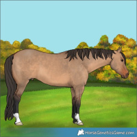 Horse Color:Bay Dun
