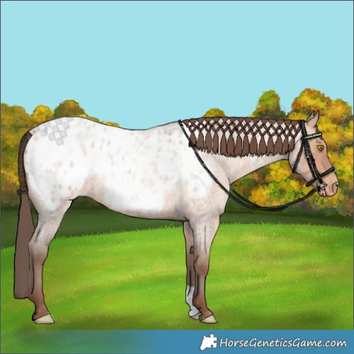 Horse Color:Amber Champagne Roan Appaloosa 