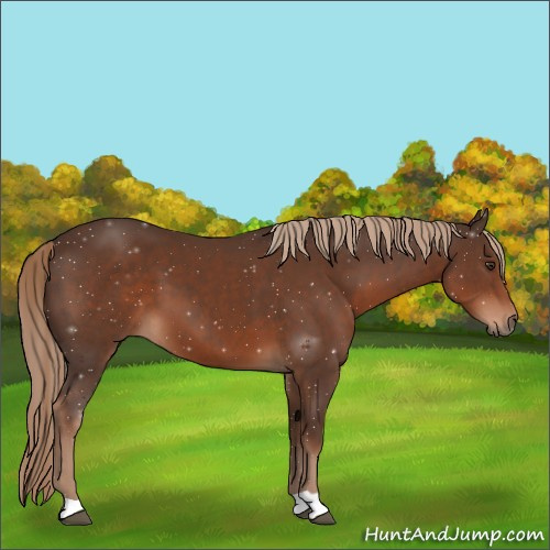 Horse Color:Liver Chestnut 